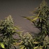 Cheese Berries feminised Ganja Seeds