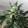 Семена марихуаны  Auto Afghan Kush feminised Ganja Seeds