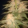 Green Poison feminised Ganja Seeds купить недорого
