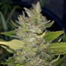 Green Poison feminised Ganja Seeds заказать онлайн