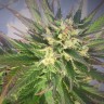 семена конопли цена Grapefruit CBD feminised Ganja Seeds