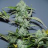 купить семена конопли Auto White Widow x AK feminised