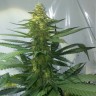 семена конопли аутдор AK 47 feminised Ganja Live Seeds