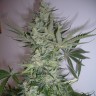 семена конопли гидропоники AK 47 feminised Ganja Live Seeds