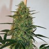 Семена конопли Auto Malana Bomb feminised GanjaLiveSeeds