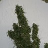 Семена марихуаны Auto Malana Bomb feminised GanjaLiveSeeds