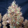 Качественные семена Auto Malana Bomb feminised GanjaLiveSeeds