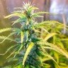 семена конопли в россии Green Crack feminised Ganja Seeds