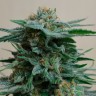 купить семена конопли AK 49 feminised Ganja Live Seeds