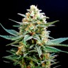 семена конопли индика AK 49 feminised Ganja Live Seeds