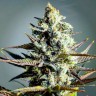фотопериодный сорт конопли Critical Kush feminised Ganja Seeds