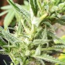 Качественные семена конопли Auto Mandarine XXL feminised Ganja Seeds