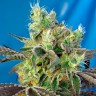 Семена конопли Do-Sweet-Dos feminised Ganja Seeds