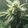 интернет магазин семян конопли Hell's Angel OG feminised Ganja Seeds