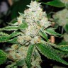 семена конопли отзывы Hell's Angel OG feminised Ganja Seeds