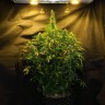 где можно заказать семена конопли Auto Northern Lights x White Widow feminised Ganja Seeds