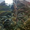 мощные семена конопли Amnesia feminised Ganja Live Seeds