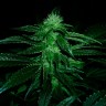 Семена марихуаны Auto OG Kush feminised GanjaLiveSeeds