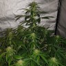 Auto Lemon Haze feminised Ganja Seeds купить