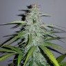 Auto Lemon Haze feminised Ganja Seeds недорого