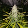 Семена Auto Lemon Haze feminised Ganja Seeds