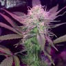 Семена конопли Auto Lemon Haze feminised Ganja Seeds