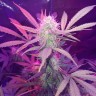 Семена каннабиса Auto Lemon Haze feminised Ganja Seeds