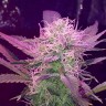 Семена марихуаны Auto Lemon Haze feminised Ganja Seeds