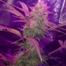 Купить Auto Lemon Haze feminised Ganja Seeds