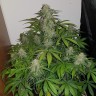 Auto Lemon Haze feminised Ganja Seeds недорого