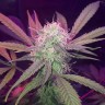 Недорого семена марихуаны Auto Lemon Haze feminised Ganja Seeds