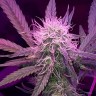 Auto Lemon Haze feminised Ganja Seeds купить семена 