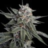 семена конопли сорта Holy Grail feminised Ganja Seeds