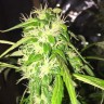 купить мощные семена конопли Auto Jack x White Widow feminised