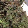 купить семена конопли с доставкой Auto Jack x White Widow feminised