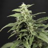 семена конопли марихуаны Amnesia Gold feminised Ganja Live Seeds