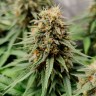 Семена Auto Easy Bud feminised Ganja Seeds купить