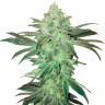 Недорогие семена Auto Easy Bud feminised Ganja Seeds