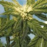 семена конопли Flowershell Bomb feminised Ganja Seeds