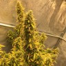 Семена марихуаны Auto Big Bud XXL feminised Ganja Seeds