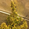 Качественные семена конопли Auto Big Bud XXL feminised Ganja Seeds