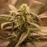 Купить Auto Quick One feminised Ganja Seeds