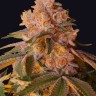 доставка семян конопли L.A. Confidential feminised Ganja Seeds