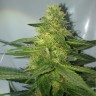 семена конопли интернет магазин AK 47 feminised Ganja Seeds