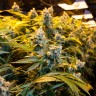 качественные семена конопли Big Bud feminised Ganja Live Seeds