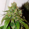 Семена марихуаны Auto Daiquiri Lime feminised Ganja Seeds