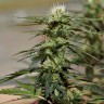 Качественные семена конопли Auto Daiquiri Lime feminised Ganja Seeds
