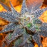 семена культурной конопли купить  Auto Purple feminised GanjaLiveSeeds