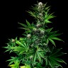 Семена марихуаны Tropicanna Poison feminised Ganja Seeds Fast Version