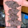 Семки Tropicanna Poison feminised Ganja Seeds Fast Version